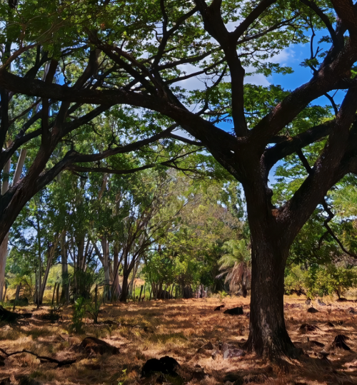 La Arboleda - Bagaces - Guanacaste - Costa Rica
